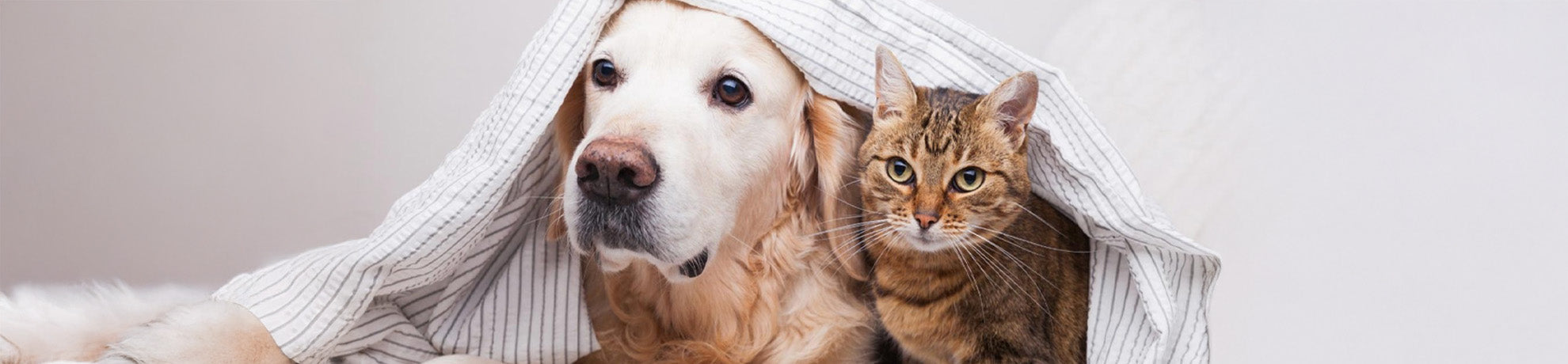 Anxiety in Dogs and Cats: How to Identify It and Support Their Emotional Well-Being